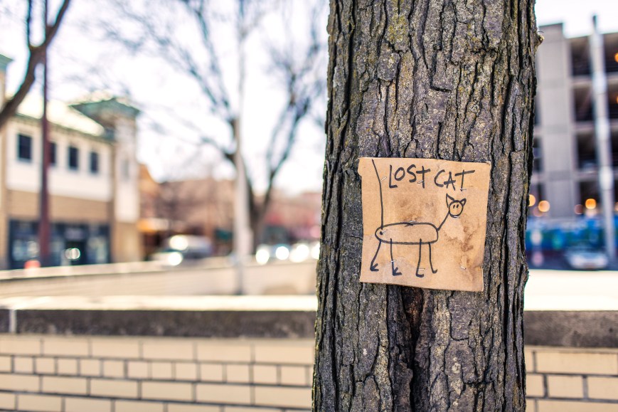 lost cat stick sign